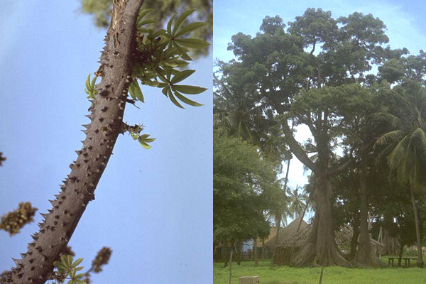 Вид дерева Сейба в природе