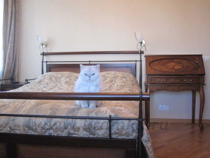 Недорогая, но удобная и красивая кровать, давно облюбованная кошкой